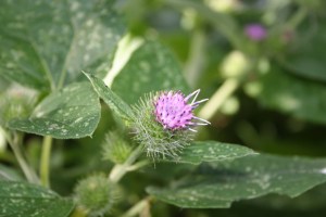 Arctium tormentosum (2) (1200 x 801)